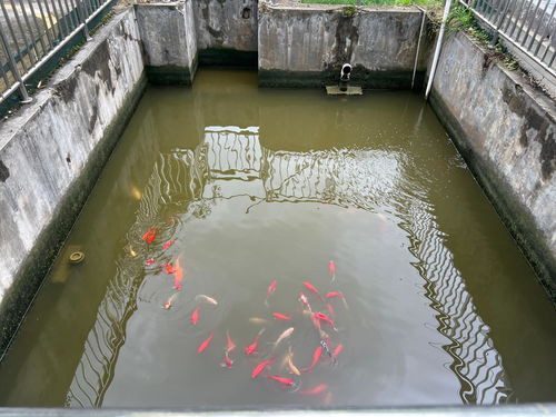 多彩贵州网 每天自产自销50吨污水，这家药厂如何做到的？——餐厨垃圾处理的另类模式