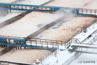 猪场粪污变废为宝 两种主流还田模式与污水处理再生利用解析